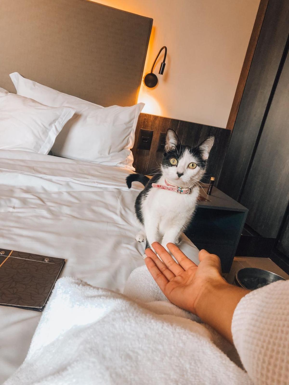 Royal Boutique Savassi Hotel Belo Horizonte Kültér fotó A cat at the hotel